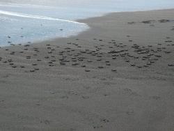 Turtles heading into the sea