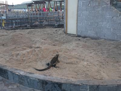 An iguana in Ecuador An iguana in Ecuador
