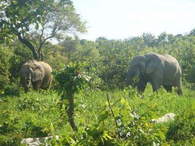 Elephants at Mole National Park Elephants at Mole National Park