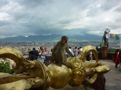 Monkey and view over city Monkey and view over city