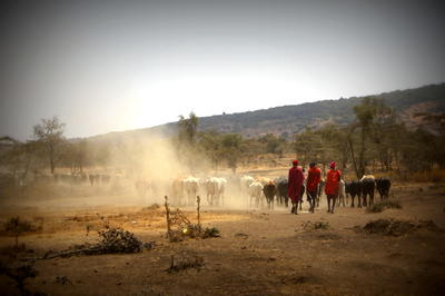 Campesinos llevando en ganado en Tanzania Vista de un paisaje con campesinos y su ganado en tanzania