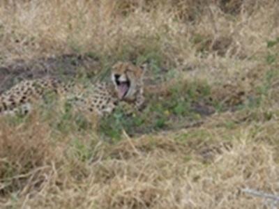 A la recherche du guépard... A la recherche du guépard...