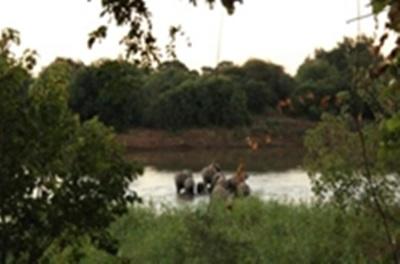 Un coucher de soleil avec les éléphants lors d’une sortie Un coucher de soleil avec les éléphants lors d’une sortie