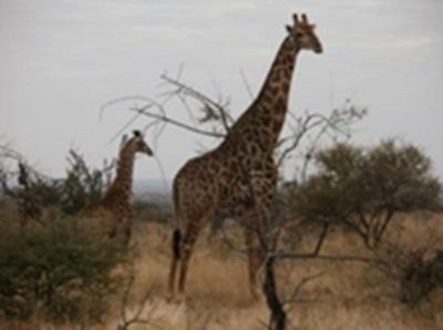 Une juste récompense après avoir coupé du bois toute la matinée : la visite des girafes Une juste récompense après avoir coupé du bois toute la matinée : la visite des girafes