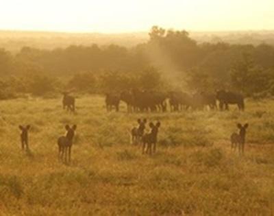 Ecovolontariat en Afrique du Sud Wild dogs et gnous Ecovolontariat en Afrique du Sud Wild dogs et gnous