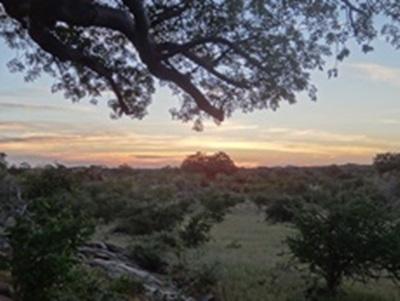 Paysage de bush africain Paysage de bush africain
