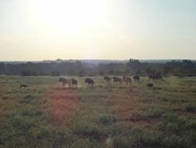 Wild dogs et Wildebeest Wild dogs et Wildebeest