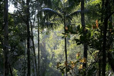 Forêt amazonienne Forêt amazonienne