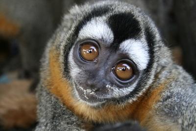Réserve animalière Pérou Réserve animalière Pérou