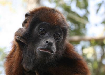 Réserve animalière Réserve animalière