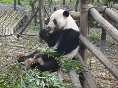 Visite d'un panda Visite d'un panda