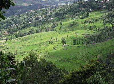 Campagne népalaise Campagne népalaise
