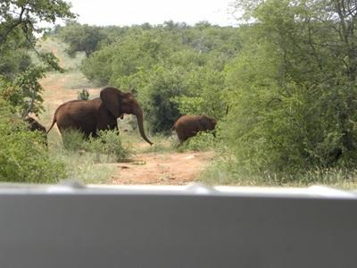 Deux éléphants traversant la route, rencontre fréquente Deux éléphants traversant la route, rencontre fréquente