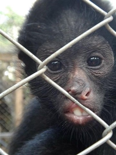 Aider des animaux sauvages en forêt amazonienne Aider des animaux sauvages en forêt amazonienne