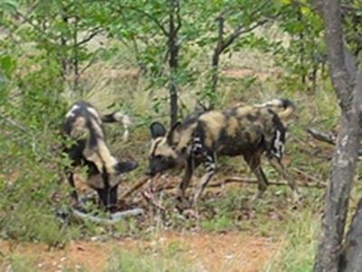 Afrique du Sud, Ecovolontariat par Laura Centeno