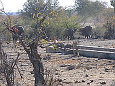 Laurane Winandy – Ecovolontariat en Afrique du Sud – 2008