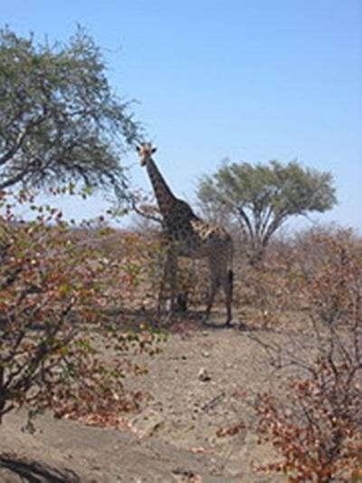 Laurane Winandy – Ecovolontariat en Afrique du Sud – 2008