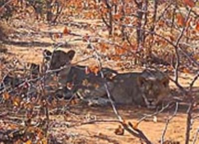 Laurane Winandy – Ecovolontariat en Afrique du Sud – 2008