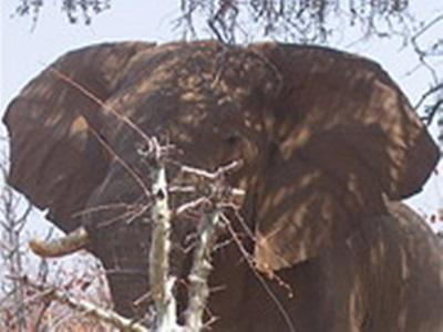 Laurane Winandy – Ecovolontariat en Afrique du Sud – 2008