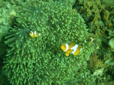 Action pour l'environnement sous-marin en Asie du Sud Est Action pour l'environnement sous-marin en Asie du Sud Est