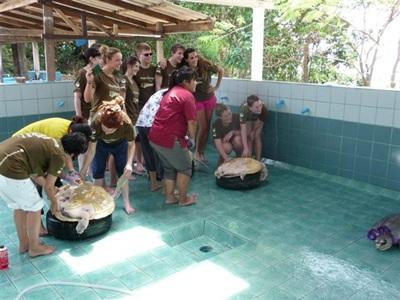 S'occuper des tortues en Thaïlande S'occuper des tortues en Thaïlande