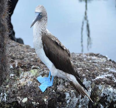 Les fous à pieds bleus des îles Galápagos Les fous à pieds bleus des îles Galápagos