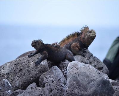 Iguane marin des îles Galápagos Iguane marin des îles Galápagos