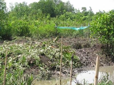 Thaïlande environnement Thaïlande