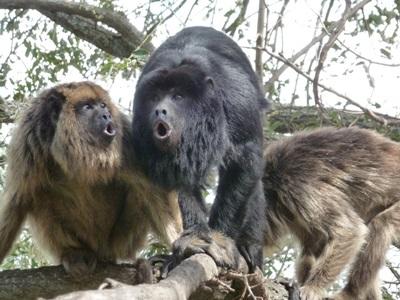 Sauvegarde des singes-hurleurs en Amérique Latine Sauvegarde des singes-hurleurs en Amérique Latine