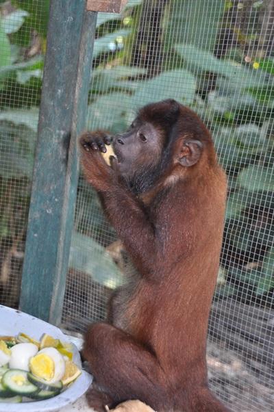 Soins aux animaux Soins aux animaux
