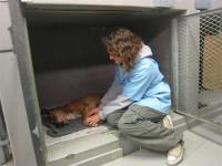 S'occuper d'animaux abandonnés au Cap