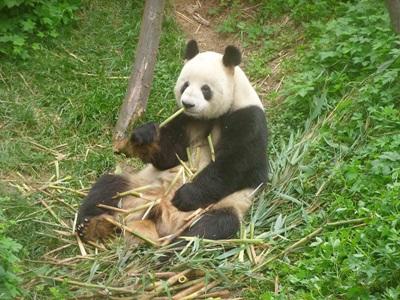 Panda de Chine Panda de Chine