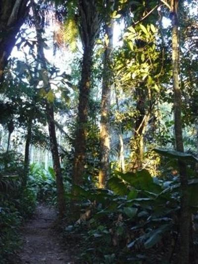 Ecovolontariat en forêt amazonienne Ecovolontariat en forêt amazonienne