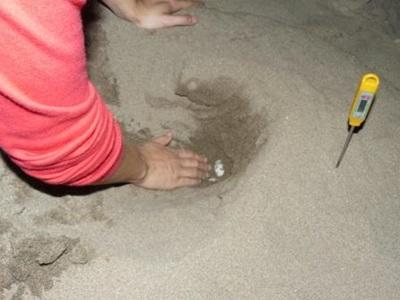 Oeuf de tortue Oeuf de tortue