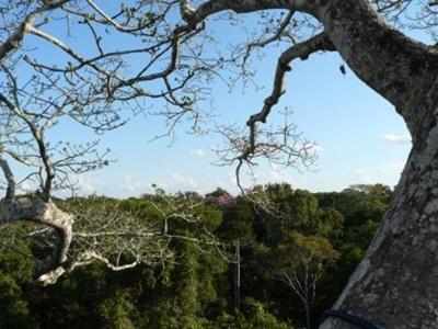 Vue de la canopée au Pérou Vue de la canopée au Pérou