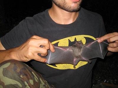 Projet chauve-souris en écovolontariat en Amérique Latine Projet chauve-souris en écovolontariat en Amérique Latine
