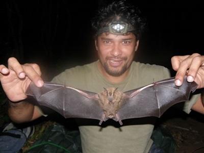 Projet Chauve-souris au Costa Rica Projet Chauve-souris au Costa Rica