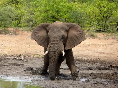 Natuurbehoud & Milieu, Natuurbehoud project - Afrikaanse Bush, Zuid-Afrika Aileen Bakker