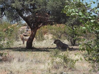 Natuurbehoud & Milieu, Natuurbehoud project - Afrikaanse Bush, Zuid-Afrika Aileen Bakker