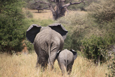 Jongerenreis Geneeskunde in Tanzania