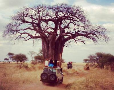 Safari Safari